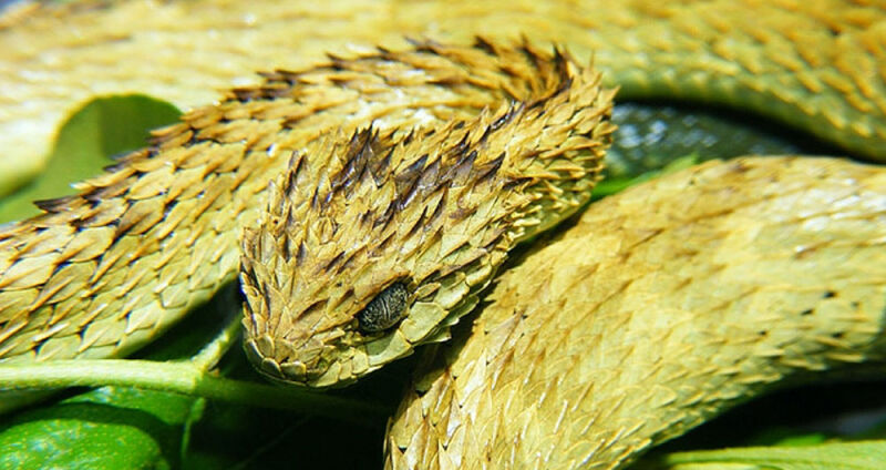 Atheris